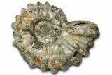 Bumpy Ammonite (Douvilleiceras) Fossil - Purple Iridescence #343841-1